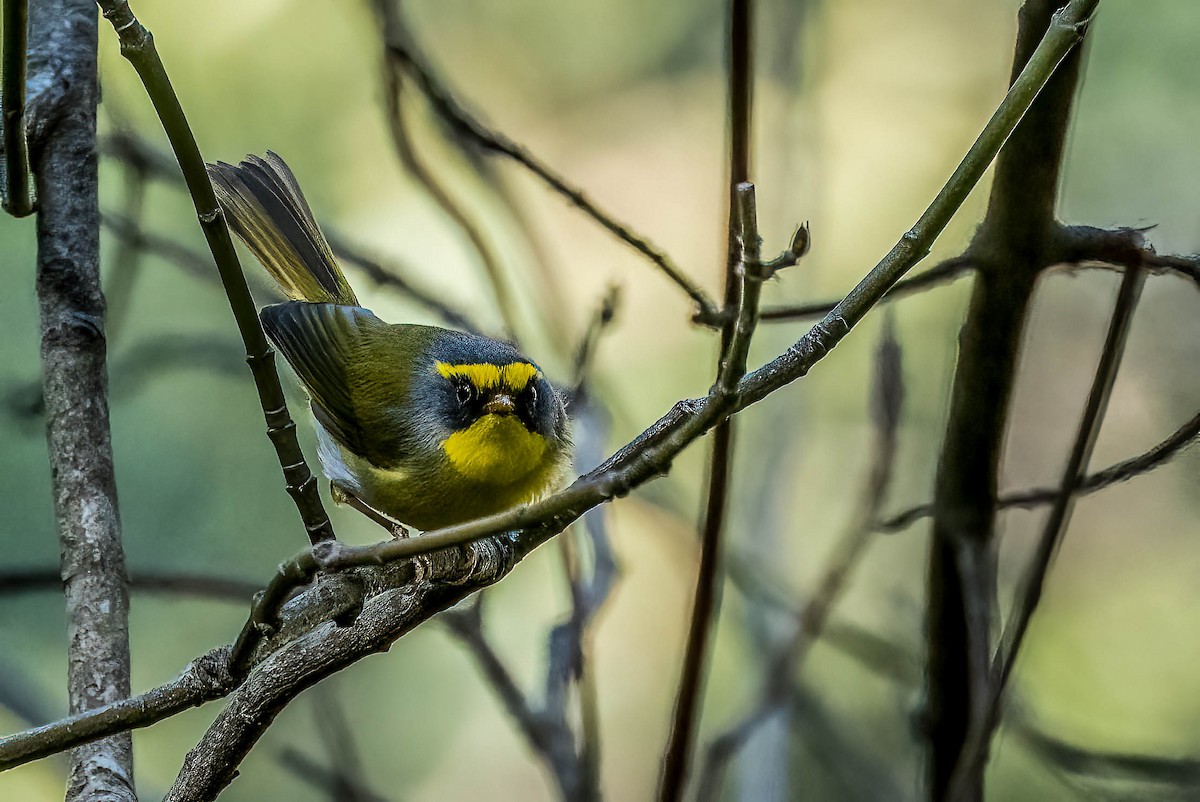 Black-faced Warbler - ML622664280