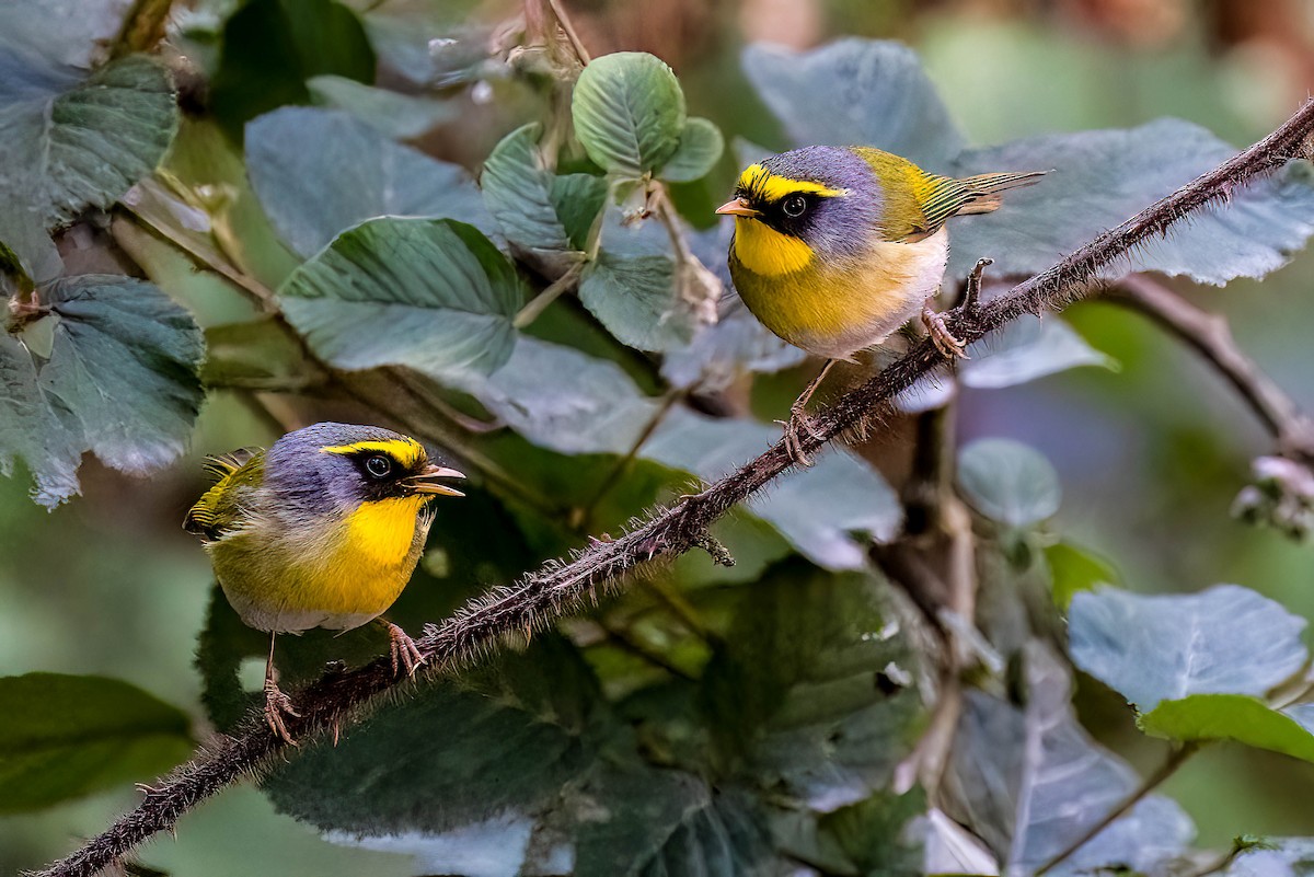 Black-faced Warbler - ML622664281