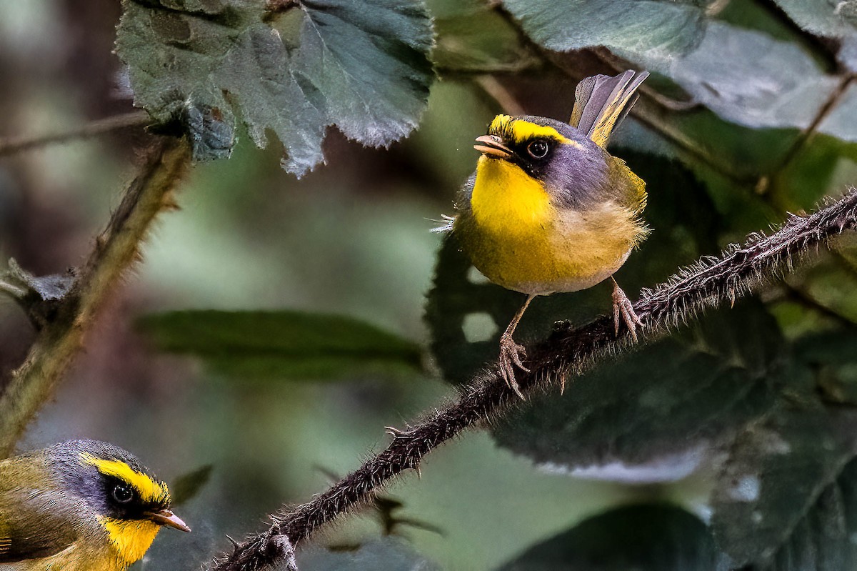 Black-faced Warbler - ML622664282