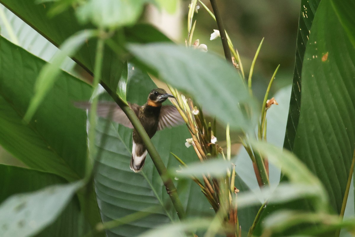 Pale-tailed Barbthroat - ML622664288