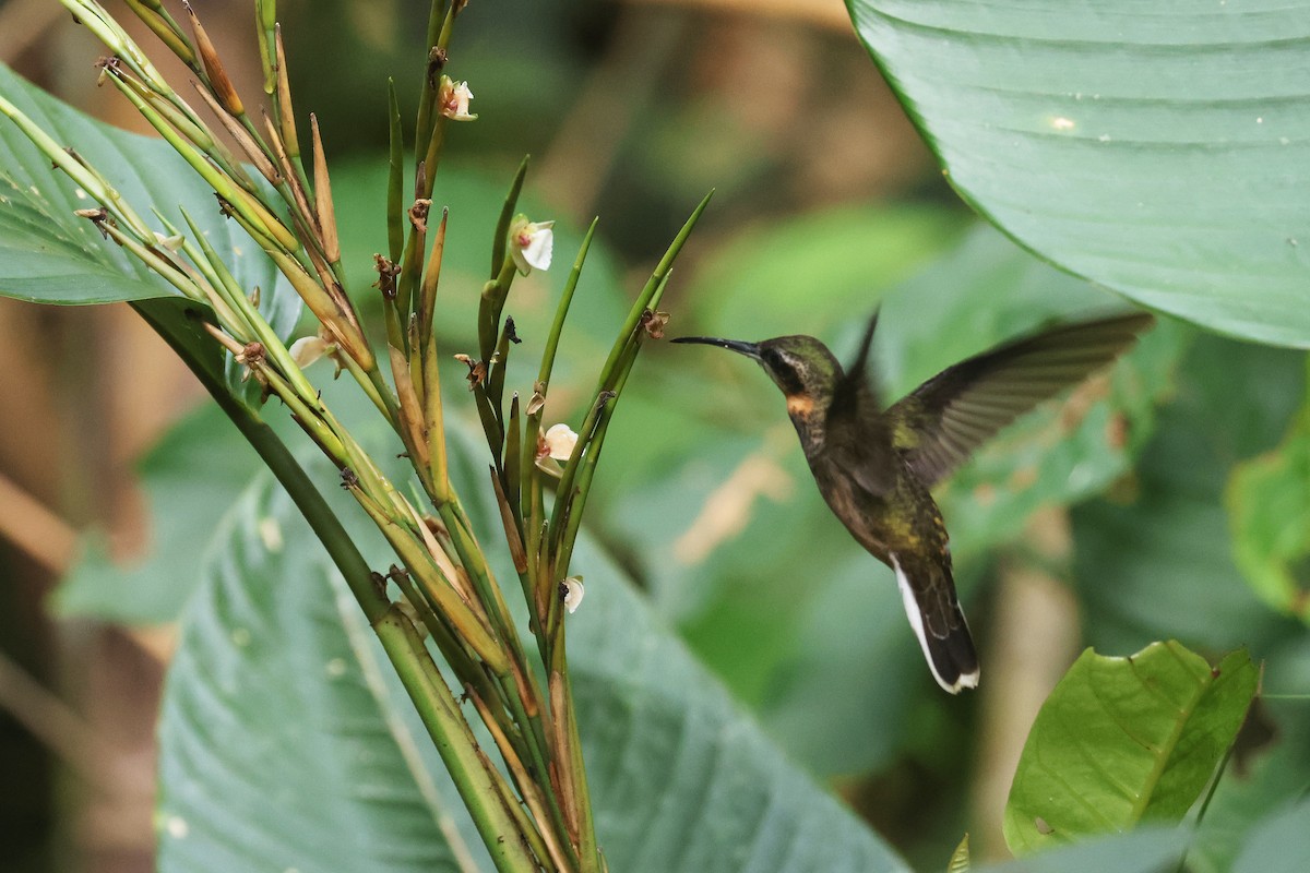 Pale-tailed Barbthroat - ML622664289