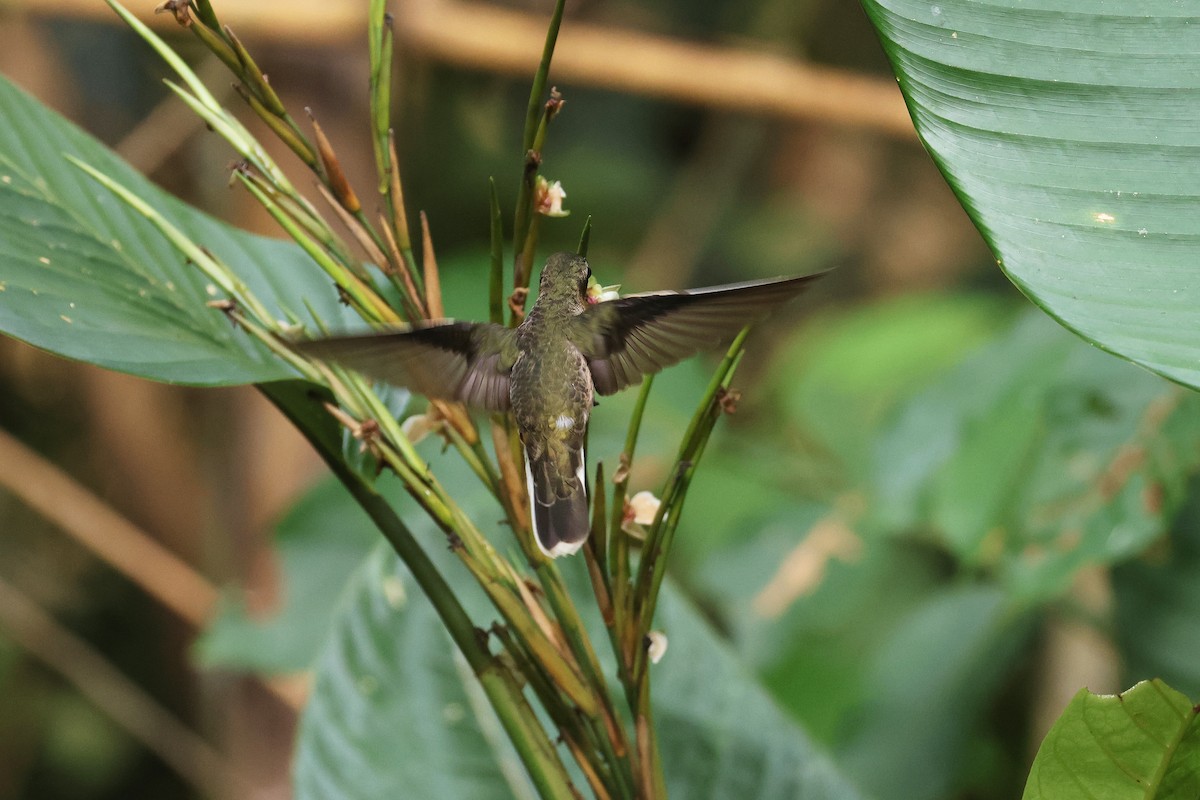 Pale-tailed Barbthroat - ML622664290