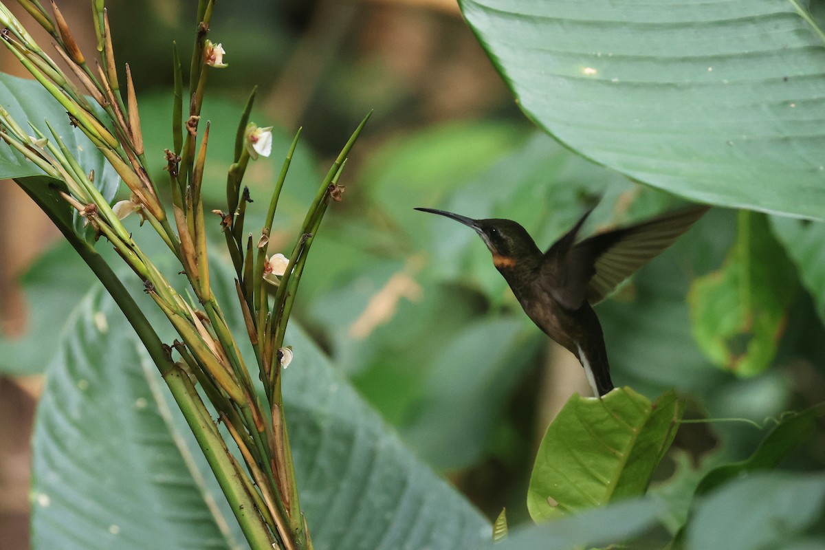 Pale-tailed Barbthroat - ML622664291