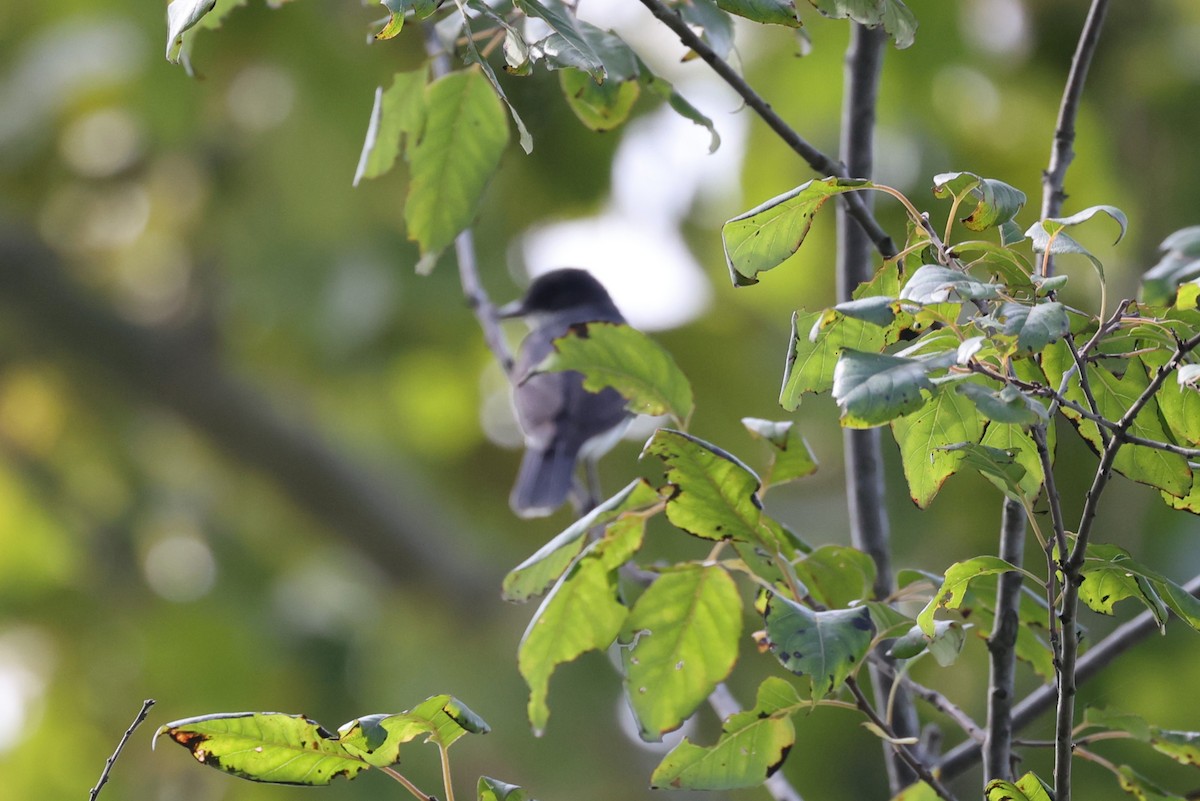 Eastern Kingbird - ML622664298