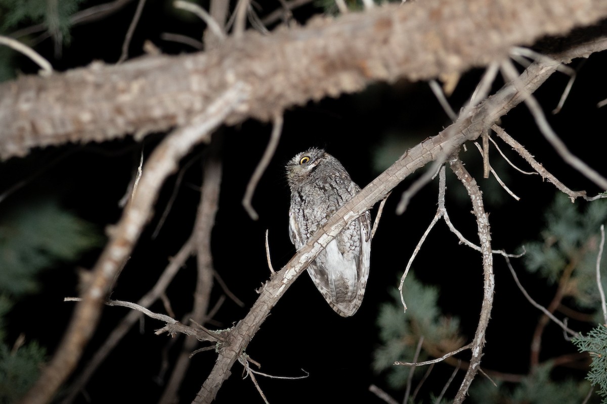 Whiskered Screech-Owl - ML622664354