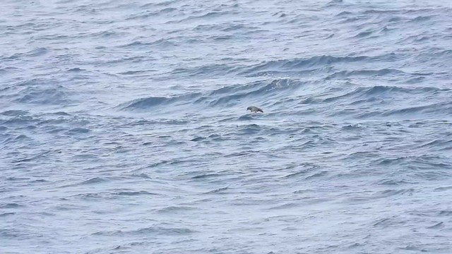 South Polar Skua - ML622664478