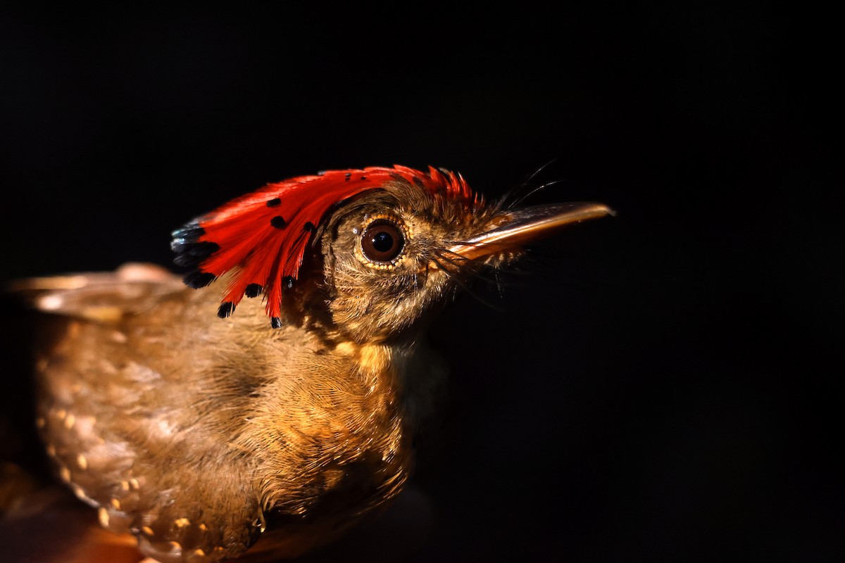 Tropical Royal Flycatcher - ML622664490