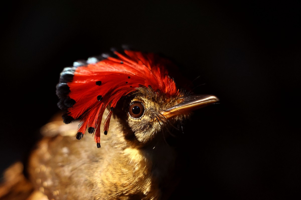 Tropical Royal Flycatcher - ML622664491