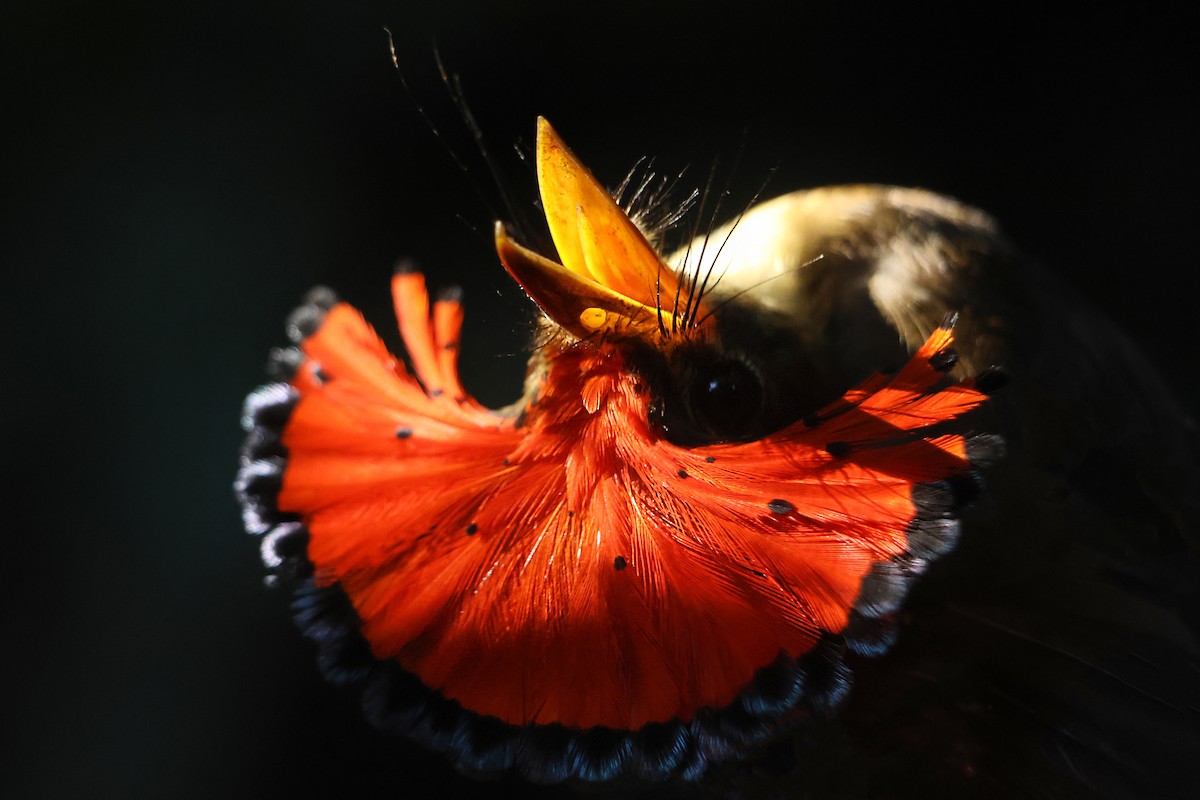 Tropical Royal Flycatcher - ML622664492