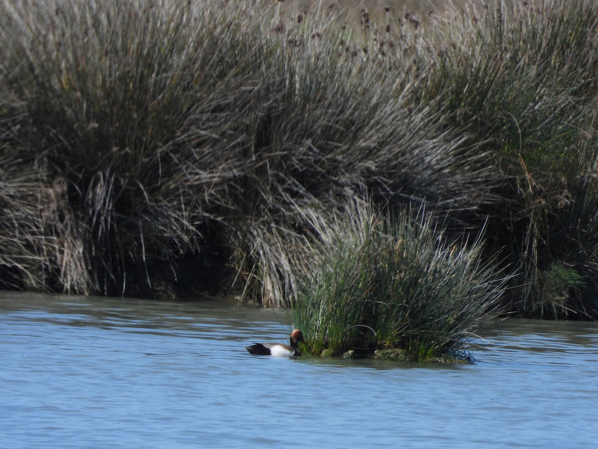 Red-crested Pochard - ML622664512