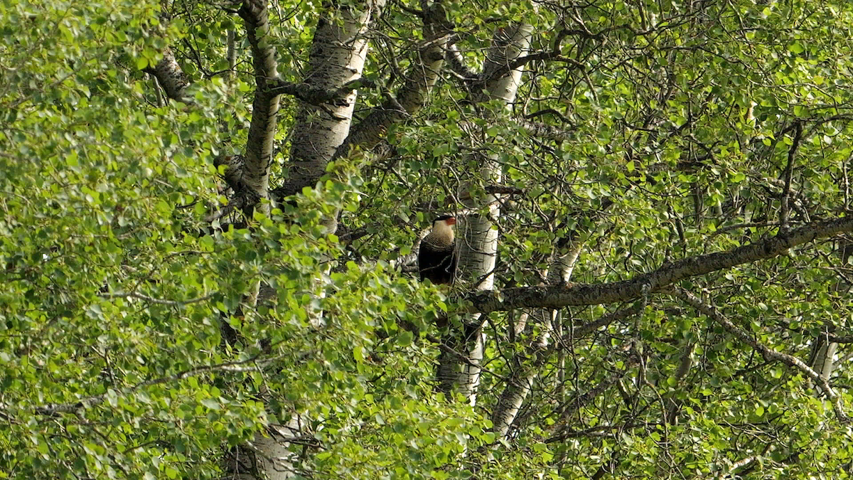 Crested Caracara - ML622664534