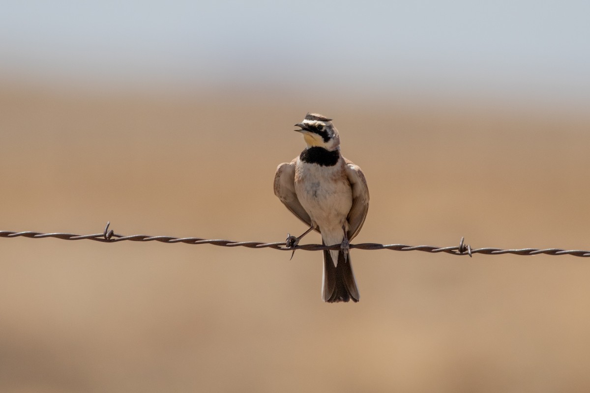 Horned Lark - ML622664539