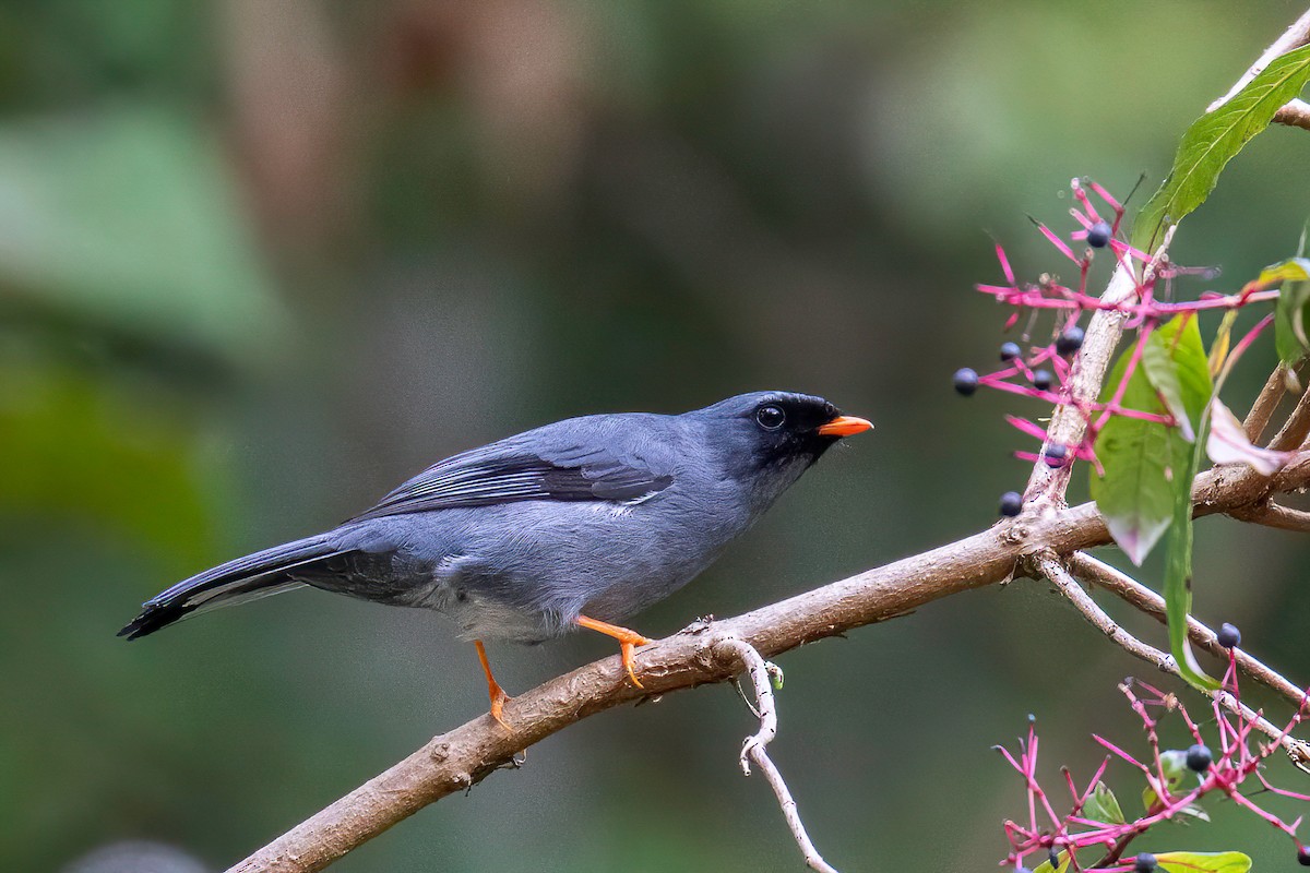 Solitario Carinegro - ML622664544