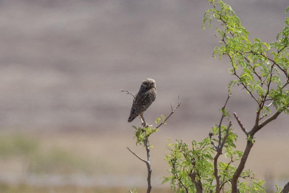 Burrowing Owl - ML622664545