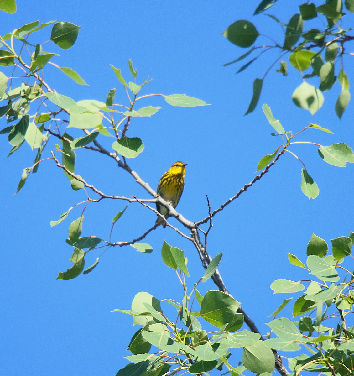 Cape May Warbler - ML622664549
