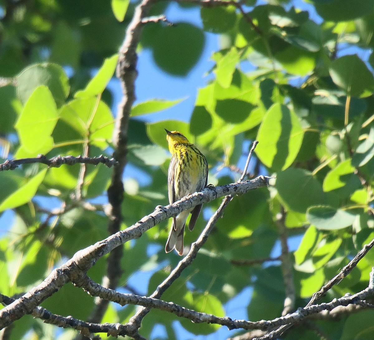 Cape May Warbler - ML622664550