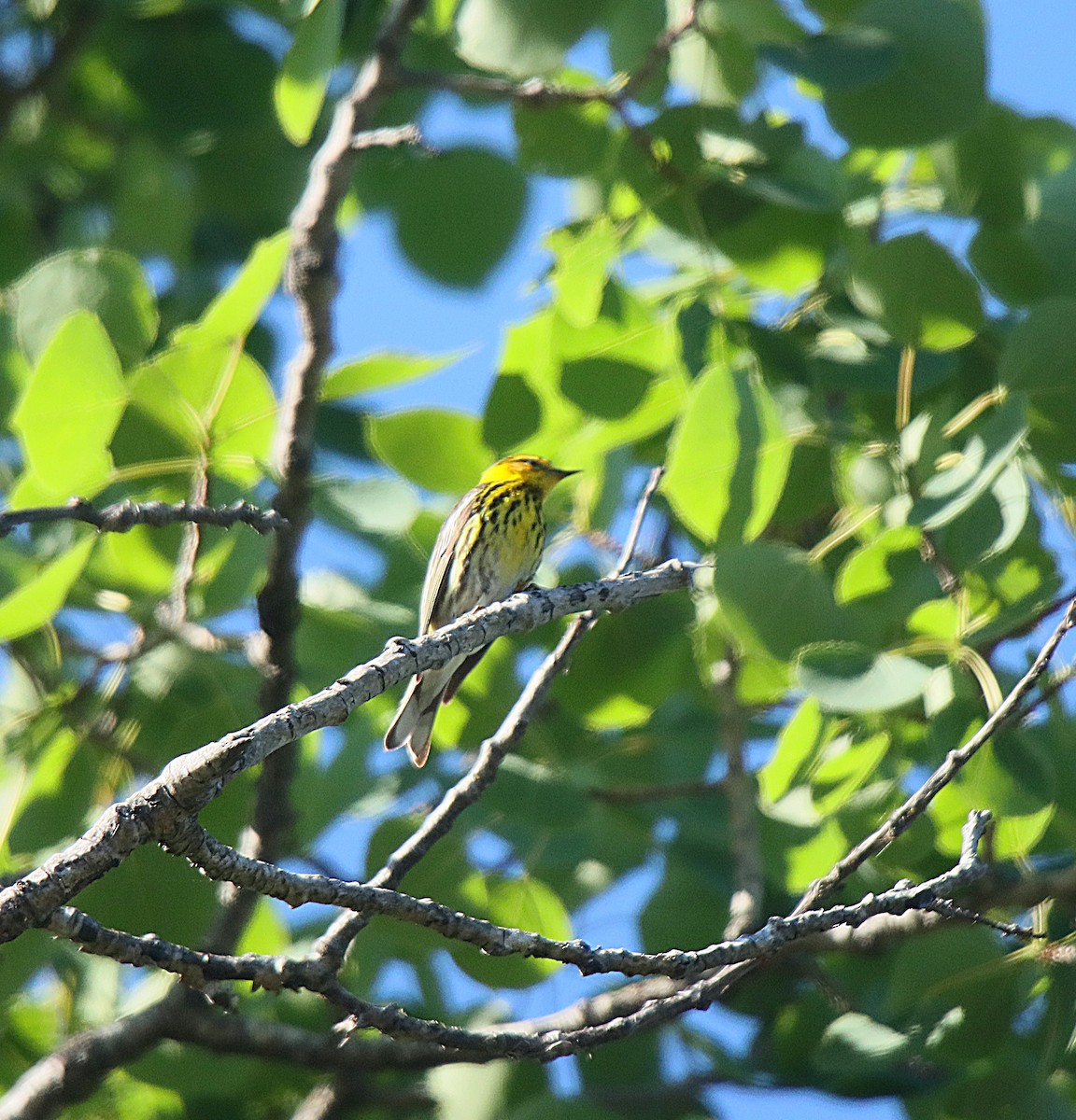 Cape May Warbler - ML622664551
