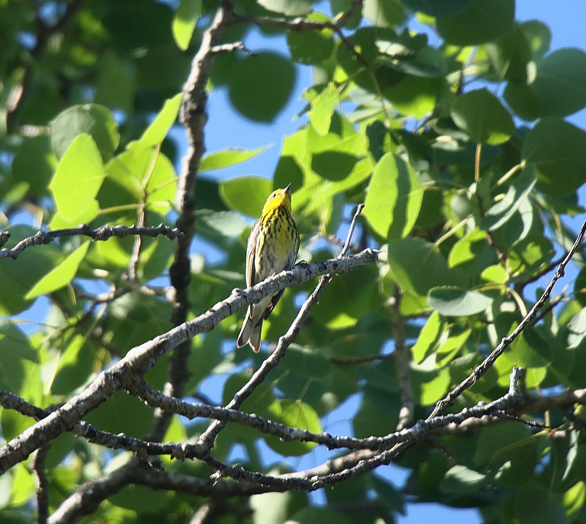 Cape May Warbler - ML622664553