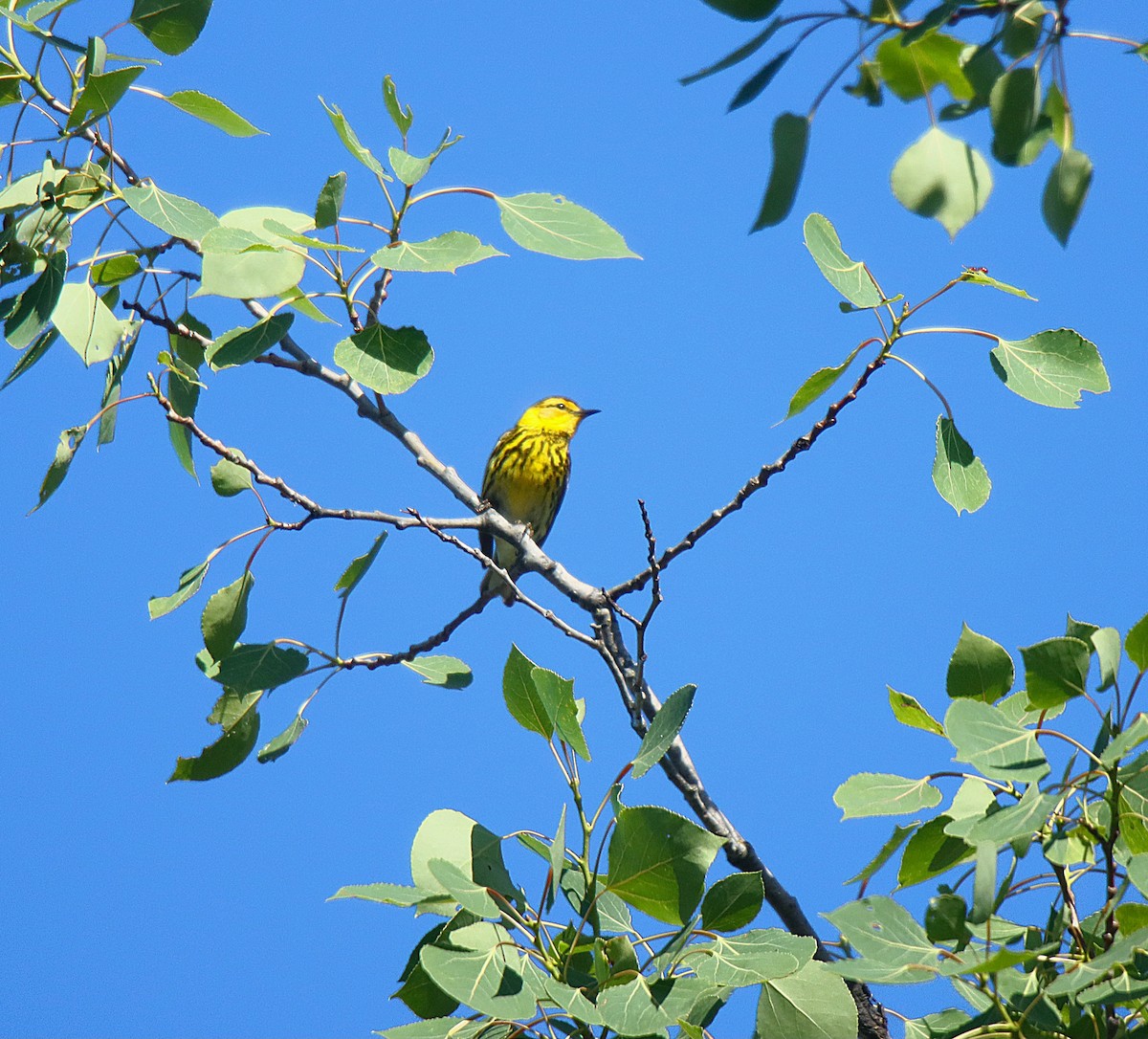 Cape May Warbler - ML622664555
