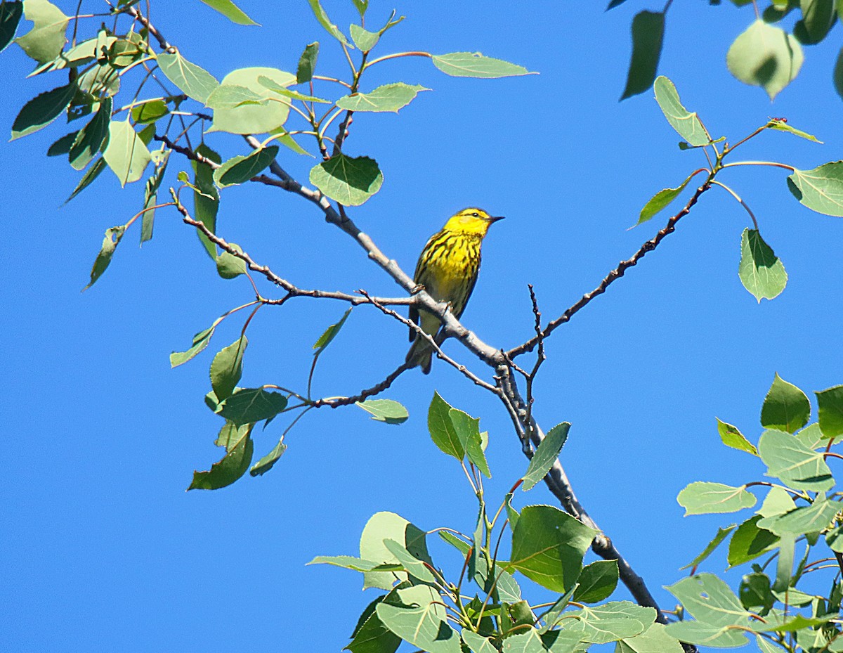 Cape May Warbler - ML622664558