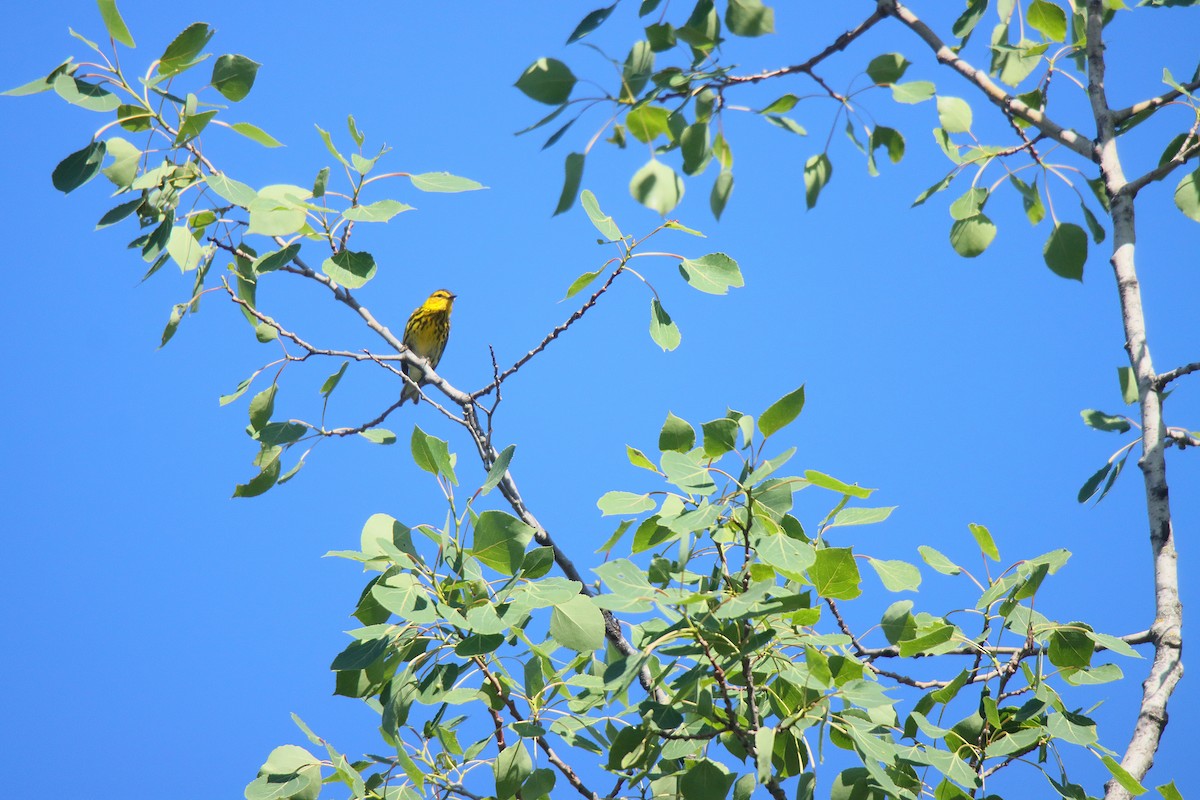 Cape May Warbler - ML622664559