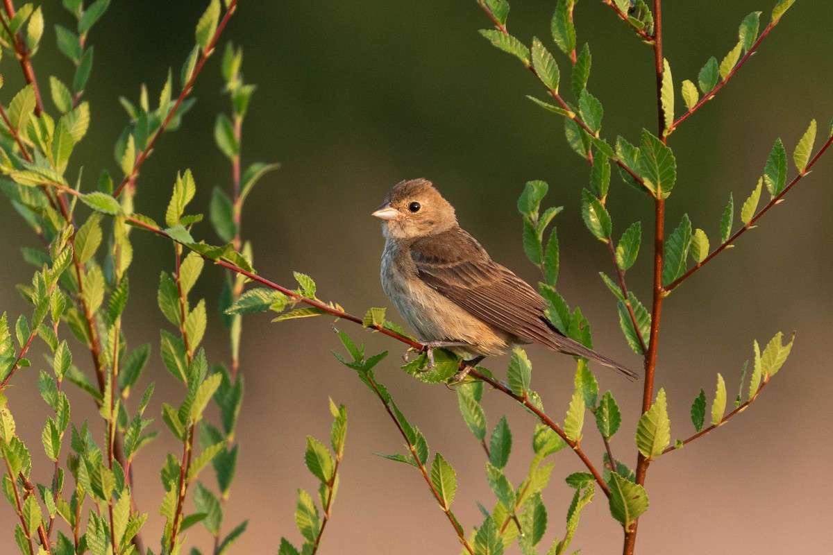 Indigo Bunting - Barry Rowan