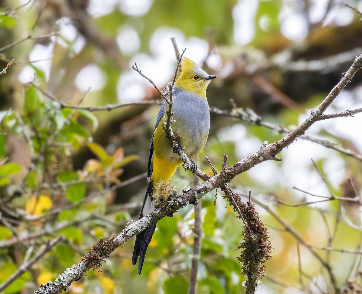 Long-tailed Silky-flycatcher - ML622664609