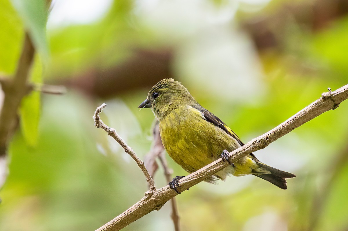 Yellow-bellied Siskin - ML622664618