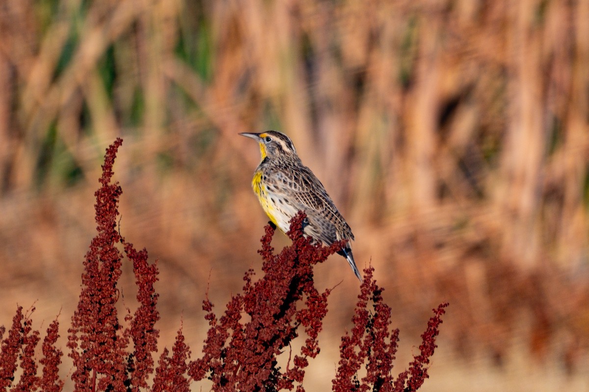 Western Meadowlark - ML622664664