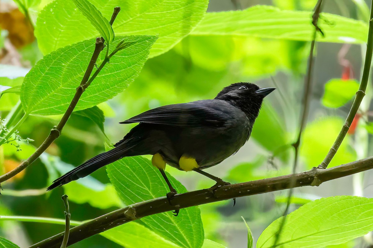 Yellow-thighed Brushfinch - ML622664665