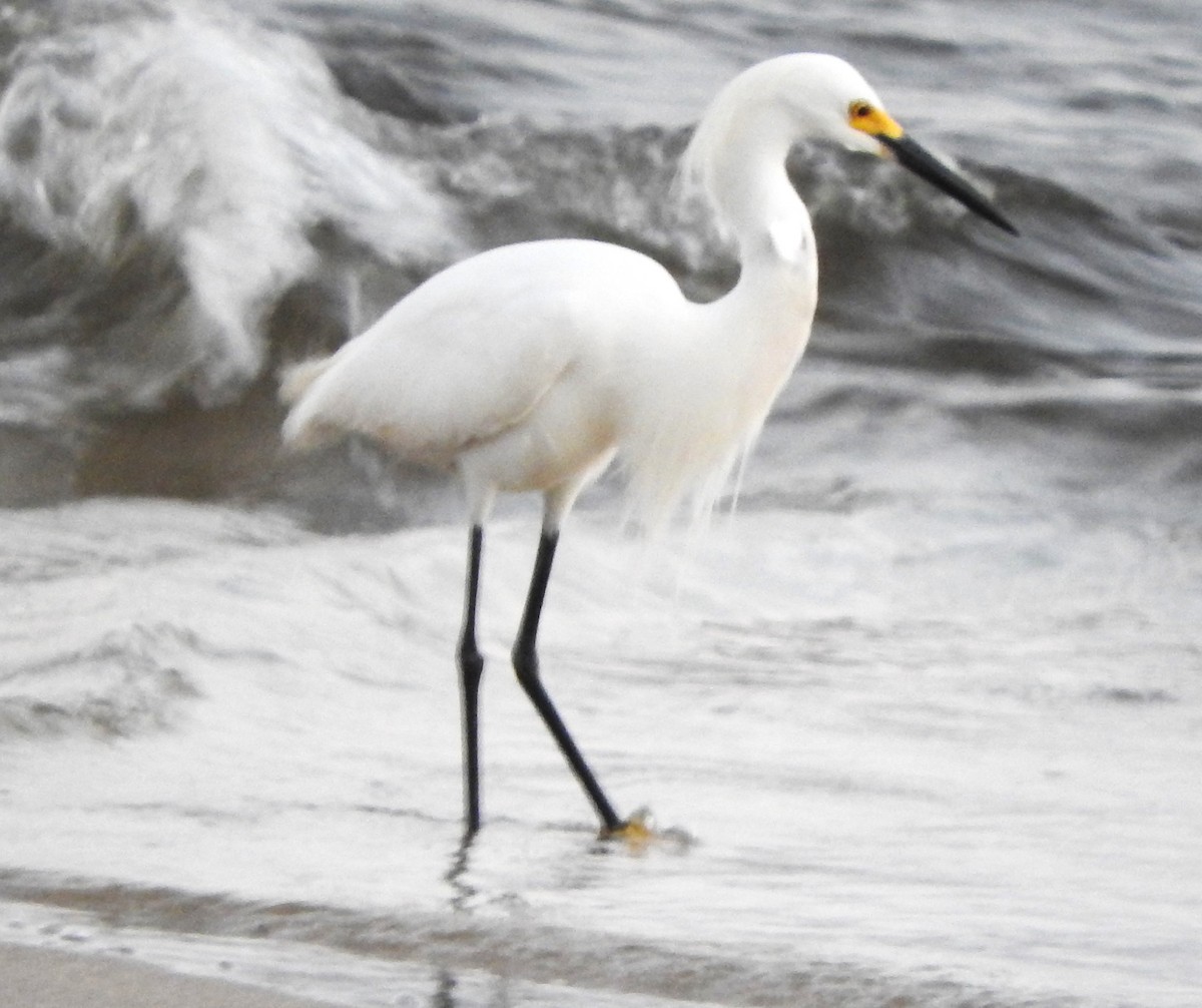 Snowy Egret - ML622664666