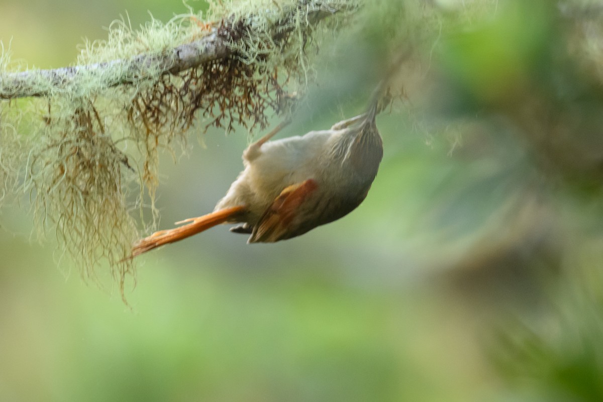 Streak-capped Spinetail - ML622664697