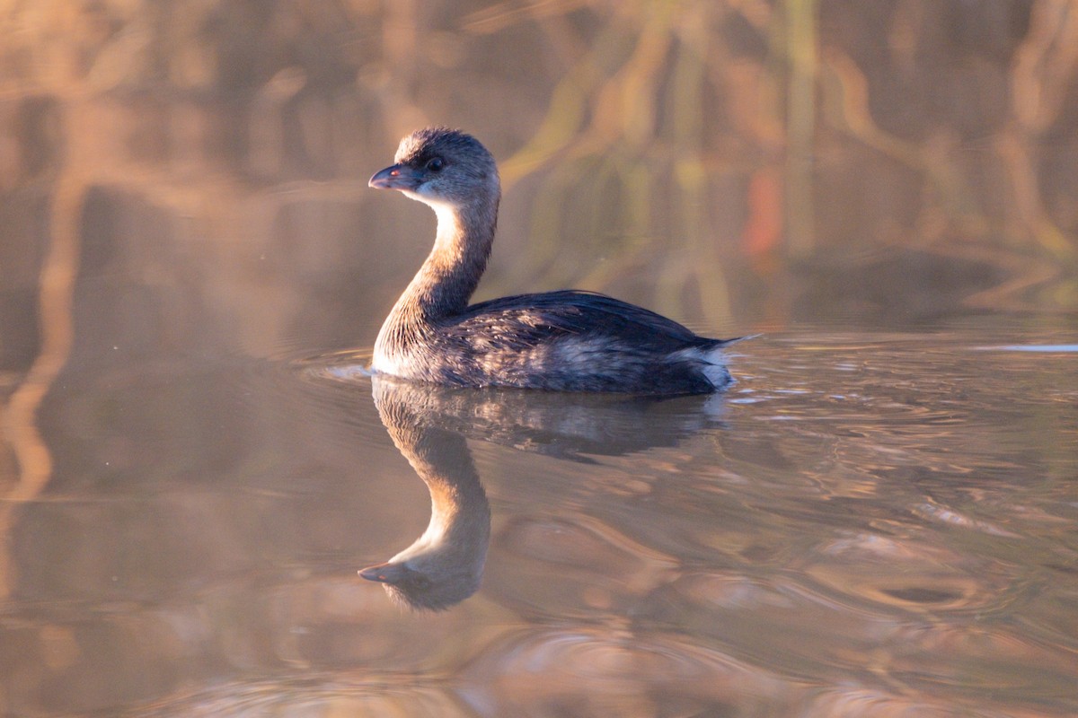 American Coot - ML622664716