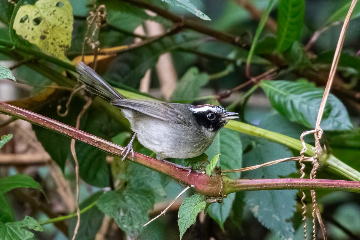 Black-cheeked Warbler - ML622664724