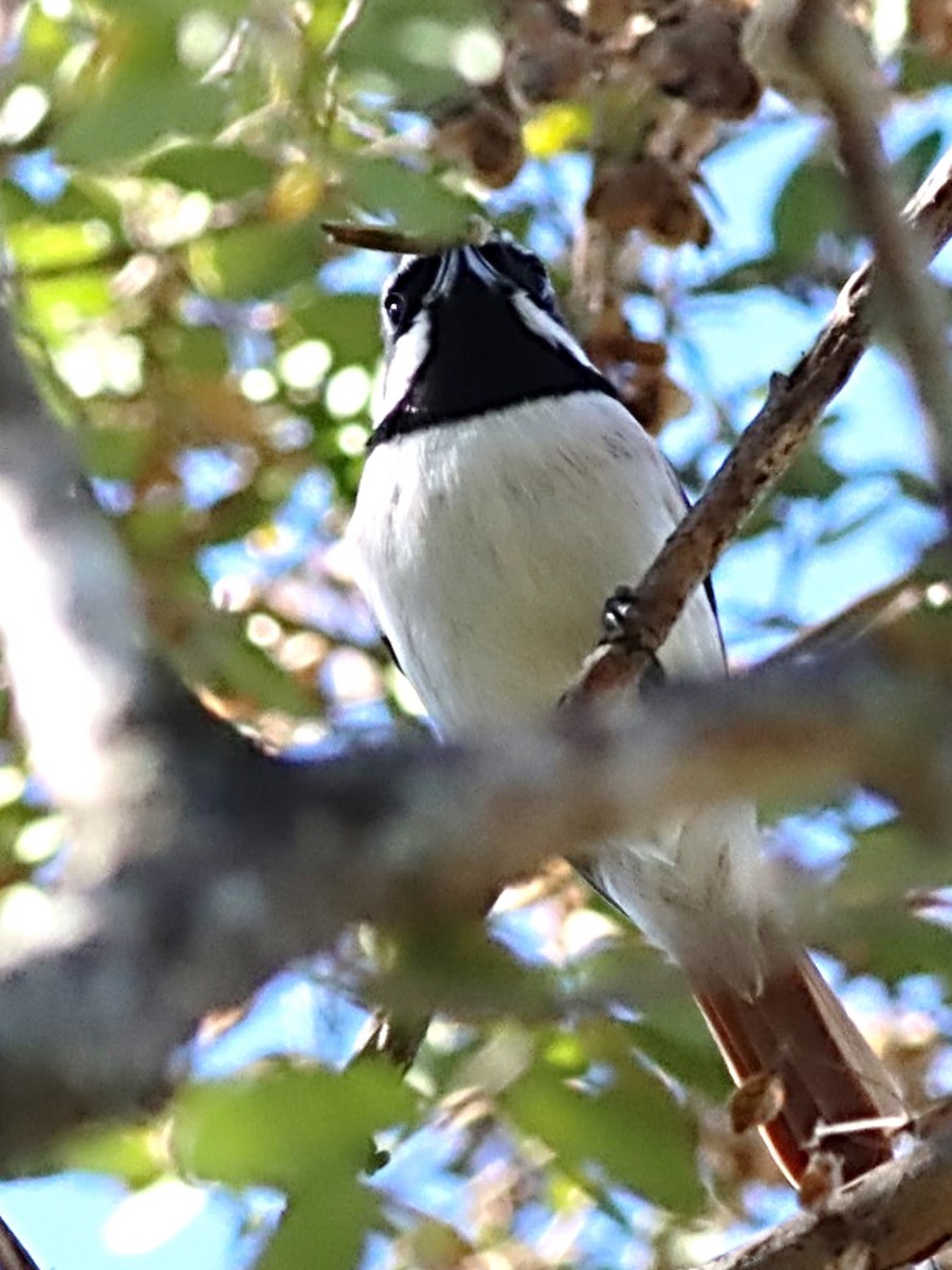 Red-tailed Vanga - ML622664734