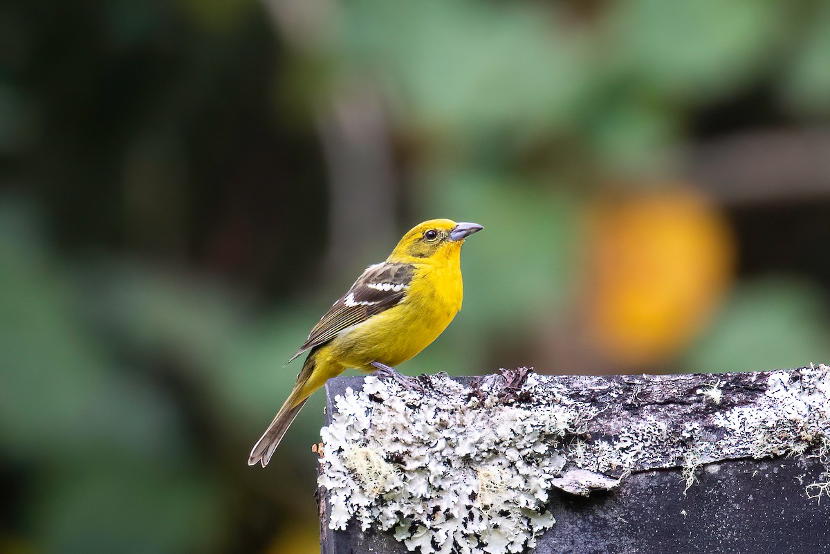 Flame-colored Tanager - ML622664785