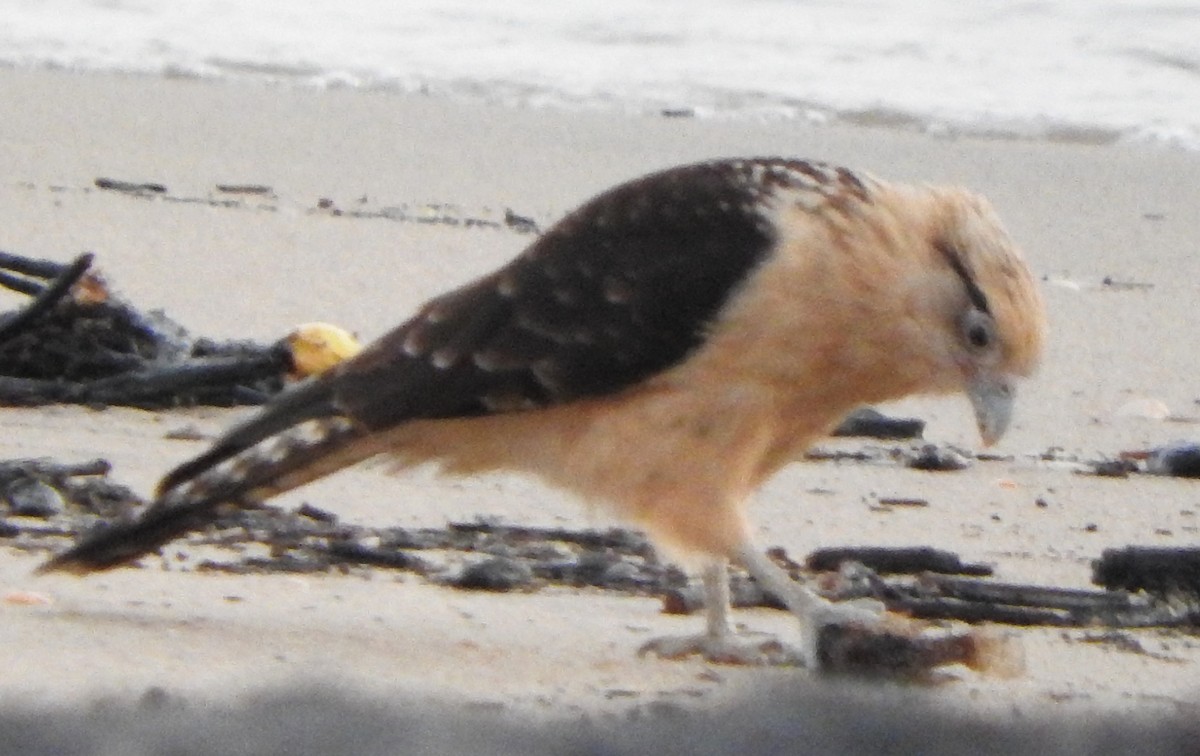 Yellow-headed Caracara - ML622664797