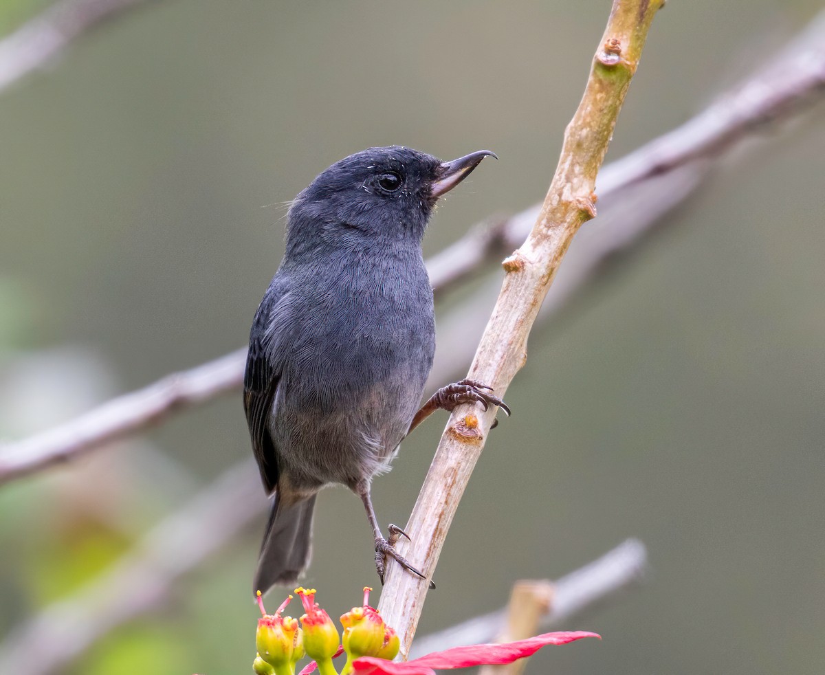 Slaty Flowerpiercer - ML622664803