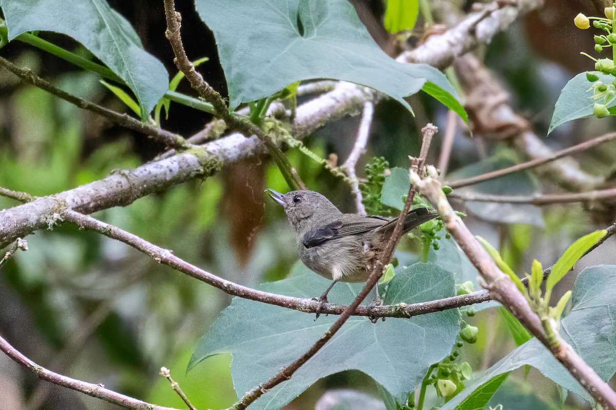 Slaty Flowerpiercer - ML622664809