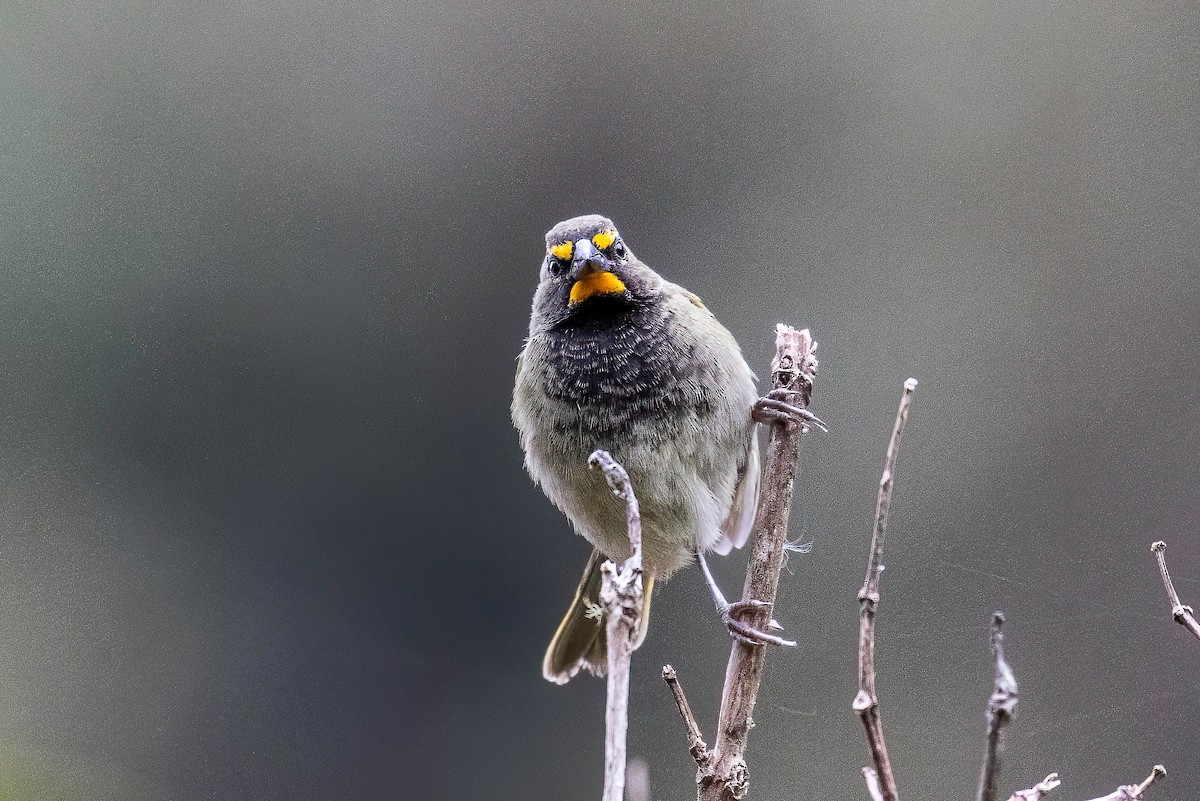 Yellow-faced Grassquit - ML622664821