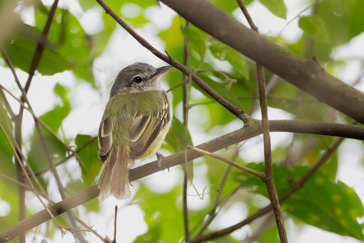 Yellow-olive Flatbill (asemus) - Brandon Nidiffer