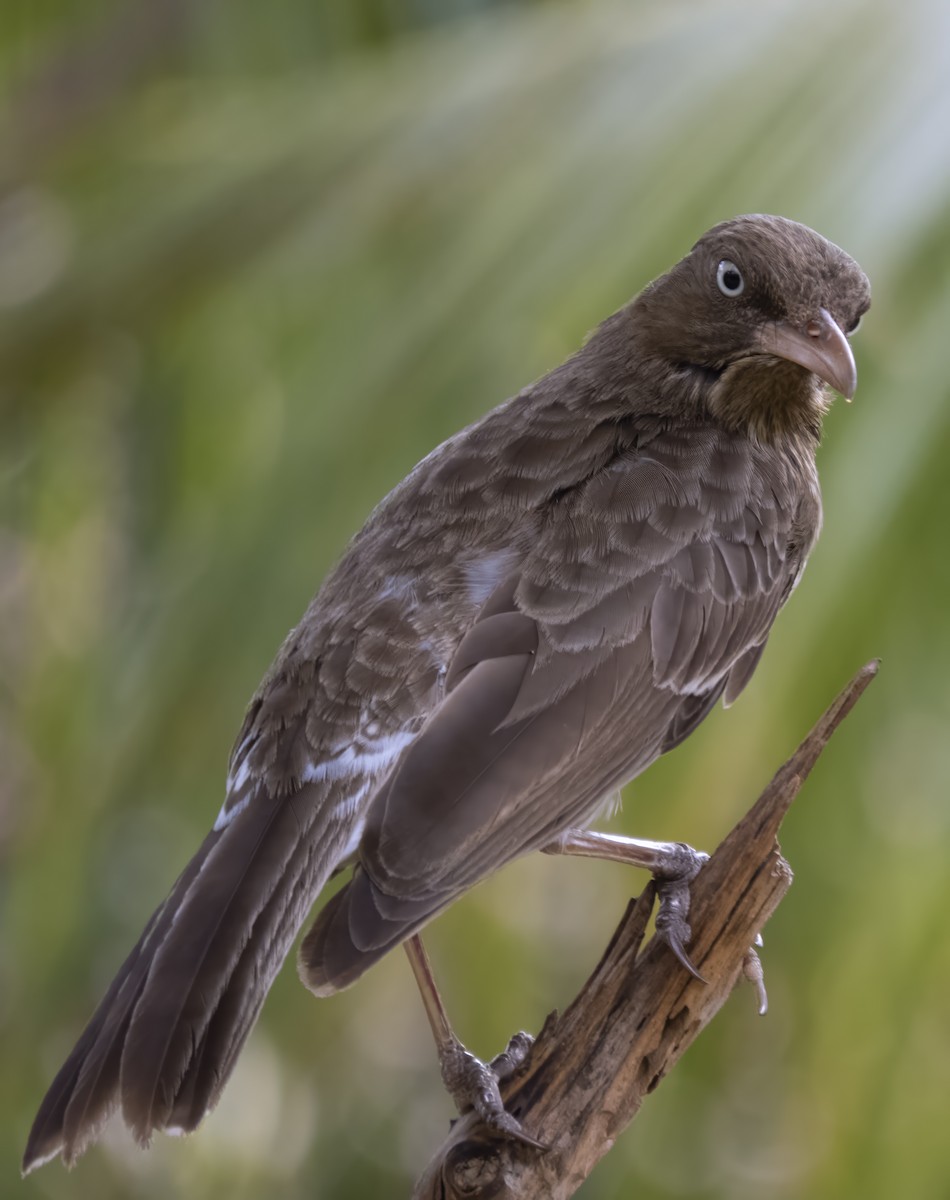 Pearly-eyed Thrasher - ML622664977