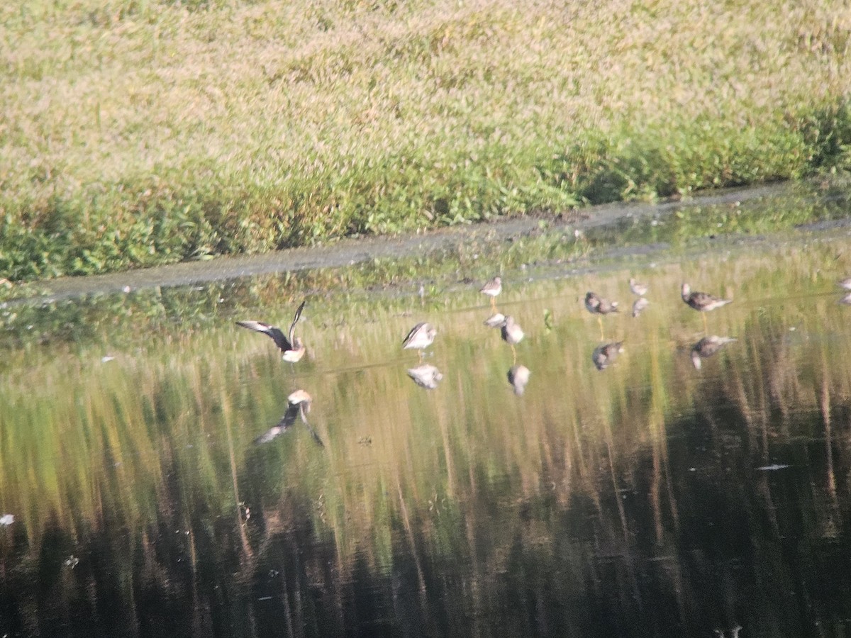 Hudsonian Godwit - ML622664978