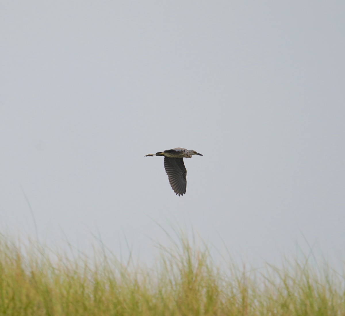 Yellow-crowned Night Heron (Yellow-crowned) - ML622665031