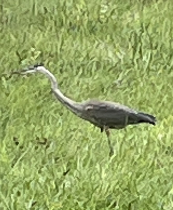 Great Blue Heron - ML622665036