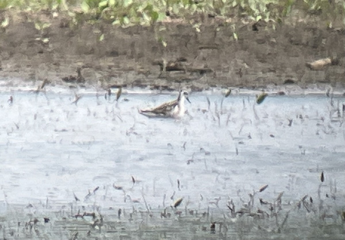 Red-necked Phalarope - ML622665070