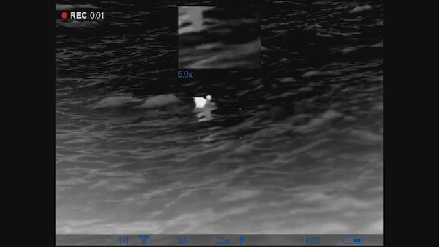 Black-footed Albatross - ML622665097