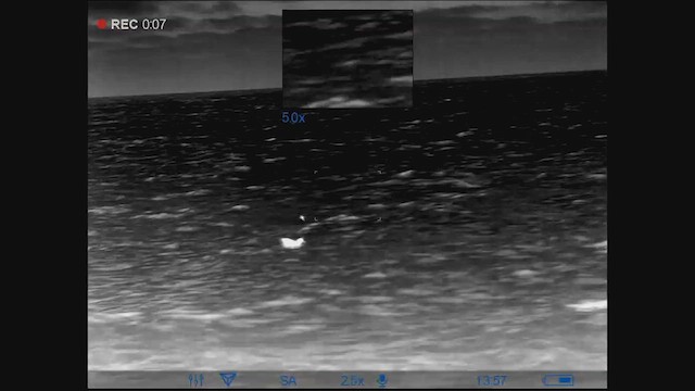 Leach's Storm-Petrel (Chapman's) - ML622665099