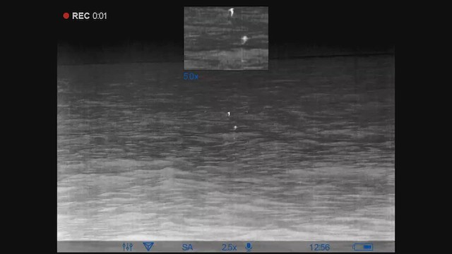 Black Storm-Petrel - ML622665101