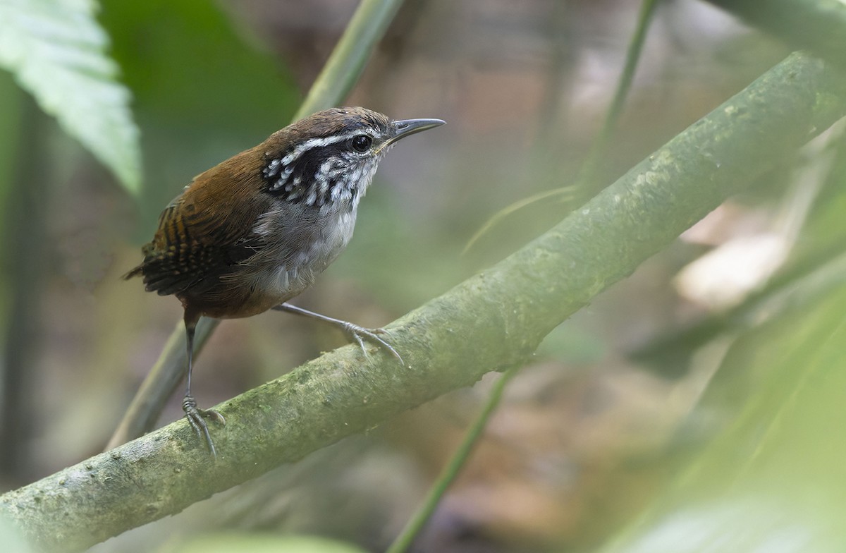 White-breasted Wood-Wren - ML622665115